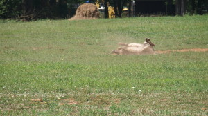 Donkeys on Murfreesboro Greenway-03