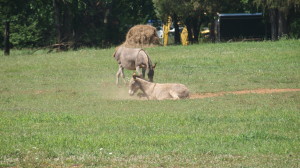 Donkeys beside Murfreesboro Greenway