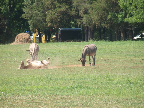Donkeys beside Murfreesboro Greenway