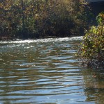 Fall Stone River at Greenway